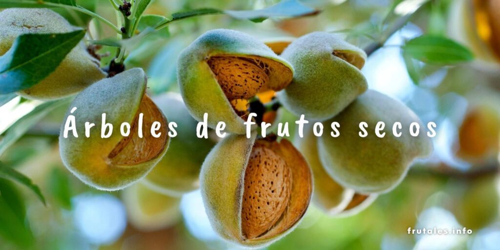 Árboles que producen frutos secos y sus usos