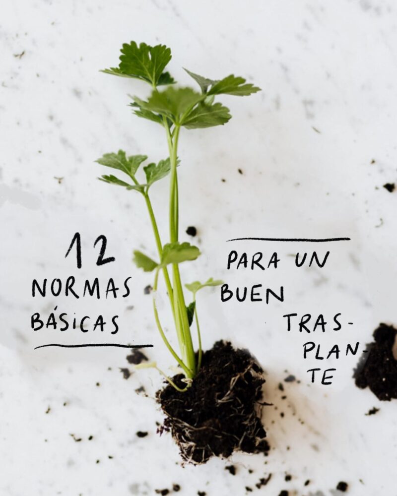 Cómo trasplantar flores sin dañarlas