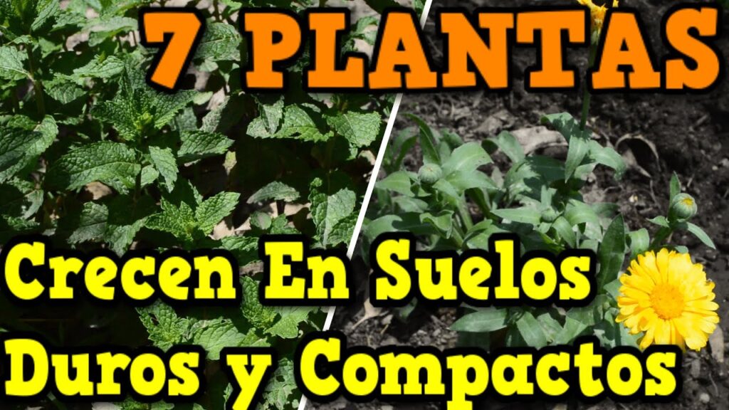 Plantas que crecen en suelos arcillosos y compactos