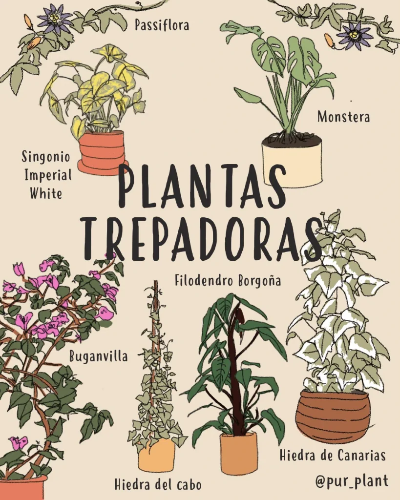 Plantas trepadoras más populares y cómo cuidarlas