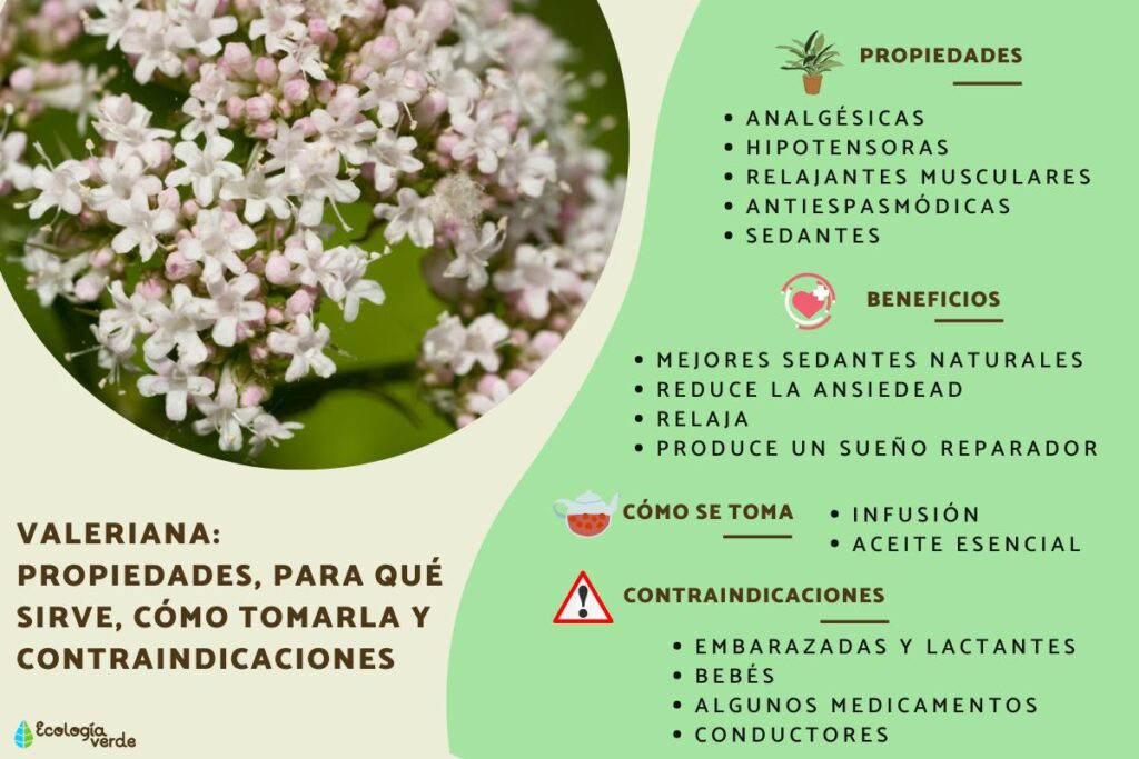 ¿Qué es la valeriana y para qué sirve?