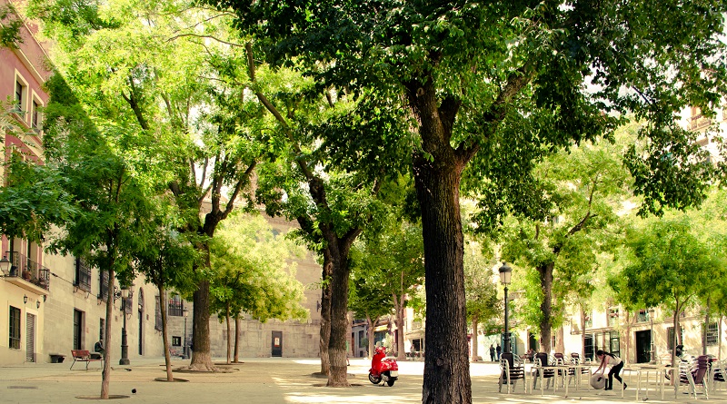 Cómo elegir árboles para decorar parques públicos