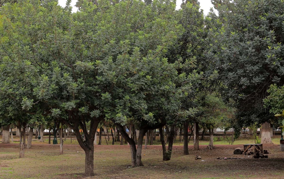 Tubérculos De Dalia Resistentes - 2 Unidades, Para Macetas O Jardín, Se Adaptan A Suelos Pobres Y Clima Seco