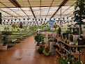 Negocio Centro De Jardinería Floracanaria (viveros Guzmán)