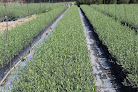 Negocio Consultoría Agrícola Huelva | Agr - De Prado
