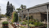 Negocio Garden L'aralia
