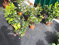 Negocio Garden's