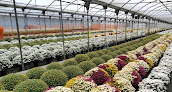 Negocio Plantas Gamigo S.l