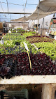 Negocio Planteles De Hortaliza