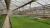 Negocio Planter Casals Vedri