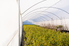 Negocio Vivero Agrologikê | Olivos Y árboles Frutales
