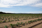 Negocio Vivero El Pinar