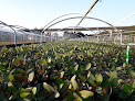 Negocio Vivero Ence Navia