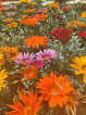 Negocio Vivero Escariche