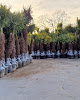 Negocio Vivero Trachycarpus En Galicia