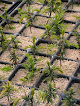Negocio Viveros Eskalmendi Sl