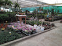 Negocio Viveros Surplant S.l