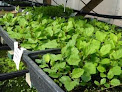 Negocio Viveros Talaia Planta Autóctona